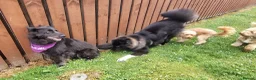 Caucasian Shepherd Dog dogs for sale: ***FERN RESCUE* 1 YR OLD CAUCASIAN SHEPARD in Glasgow - Advert 15