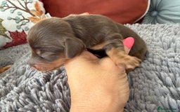 Miniature Dachshund dogs for sale: Long haired mini dachshund pups  - Image 11