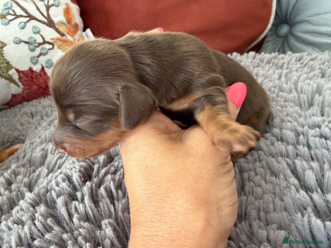 Miniature Dachshund dogs for sale: Long haired mini dachshund pups  - Image 11
