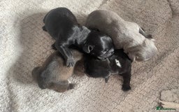 Mixed Breed dogs for sale: French Bulldog X Pocket Bullies for sale  - Image 2