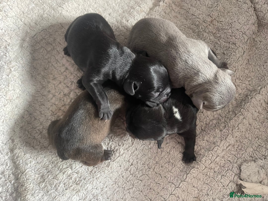 Mixed Breed dogs for sale: French Bulldog X Pocket Bullies for sale  - Image 2