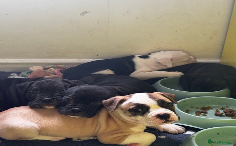 Dorset Olde Tyme Bulldogge dogs - Advert 1