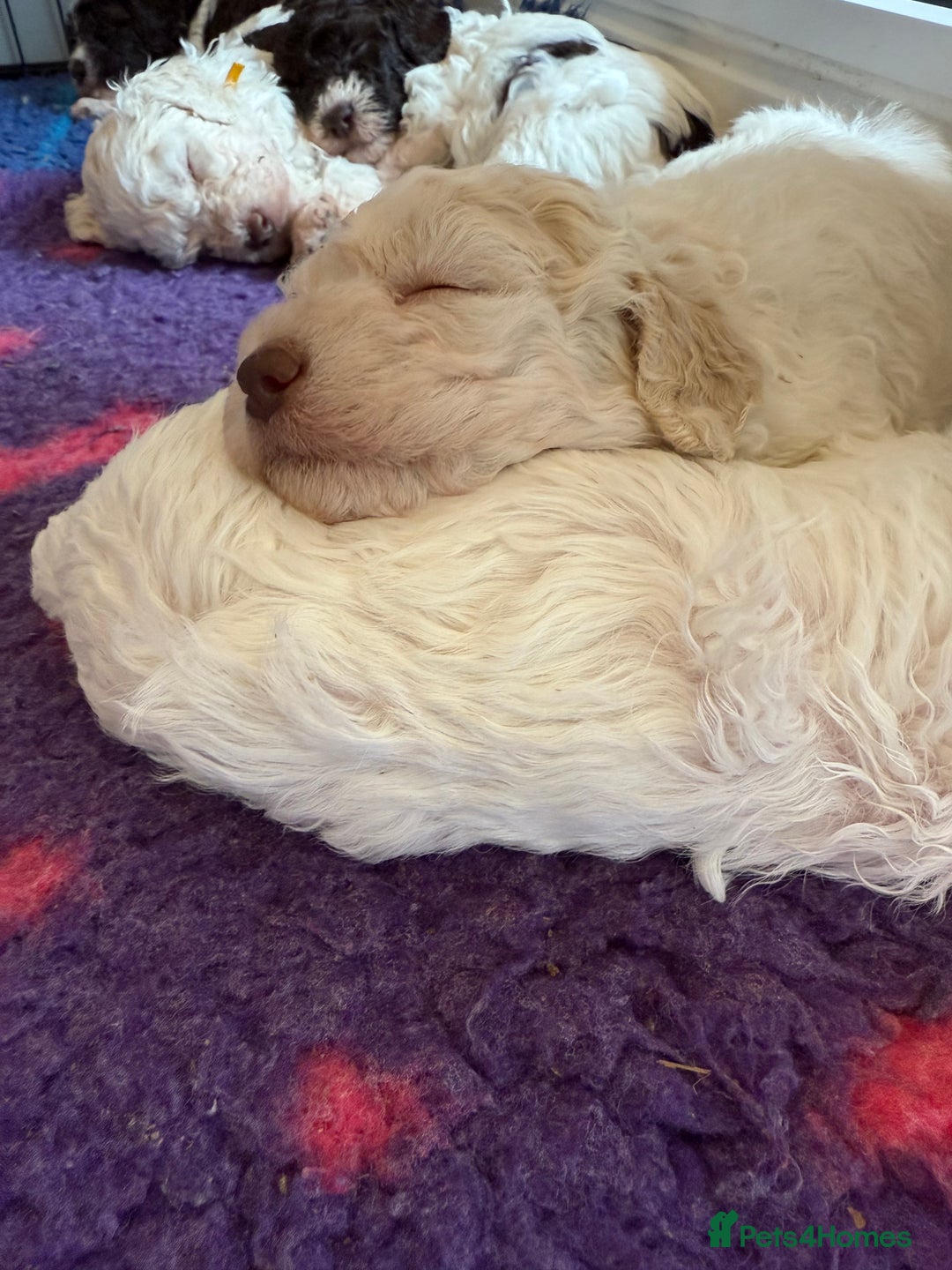 Lagotto Romagnolo dogs for sale: Beautiful KC Lagotto Romagnolo  Puppies available  - Image 2