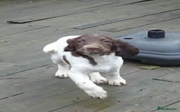 English Springer Spaniel dogs for sale: Gorgeous English Springer Spaniel Puppies  - Advert 31