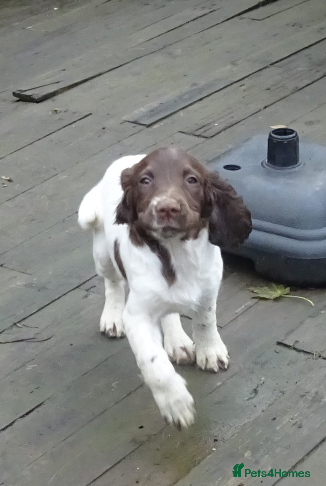 English Springer Spaniel dogs for sale: Gorgeous English Springer Spaniel Puppies  - Advert 31