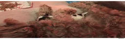Maltipoo dogs for sale: Beautiful Maltipoo puppy in a RARE colour in London - Advert 2