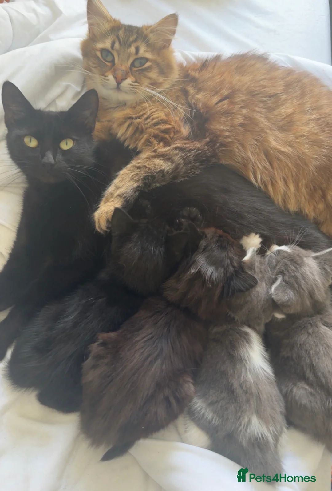 Mixed Breed cats for sale: 2 Beautiful Male Kittens  - Advert 6
