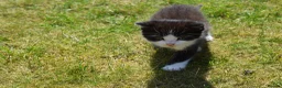 Mixed Breed cats for sale: 3 of the fluffiest, friendliest kittens for sale! - Advert 10