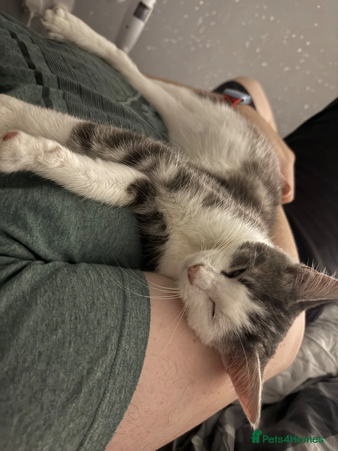 Mixed Breed cats for sale: Beautiful main coin mix bit  - Advert 8