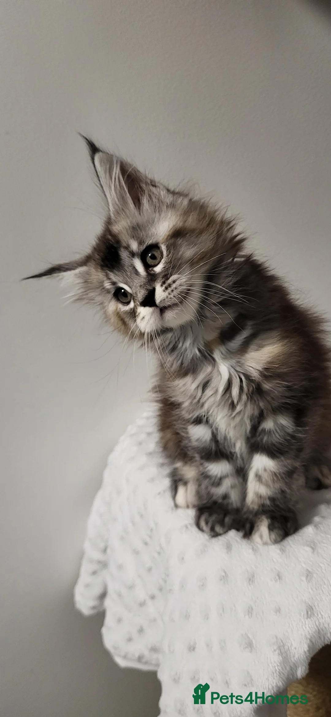 Maine Coon cats for sale: GCCF - Maine Coon Kittens - Advert 12