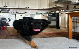 Mixed Breed dogs for sale: Rufty - Image 17