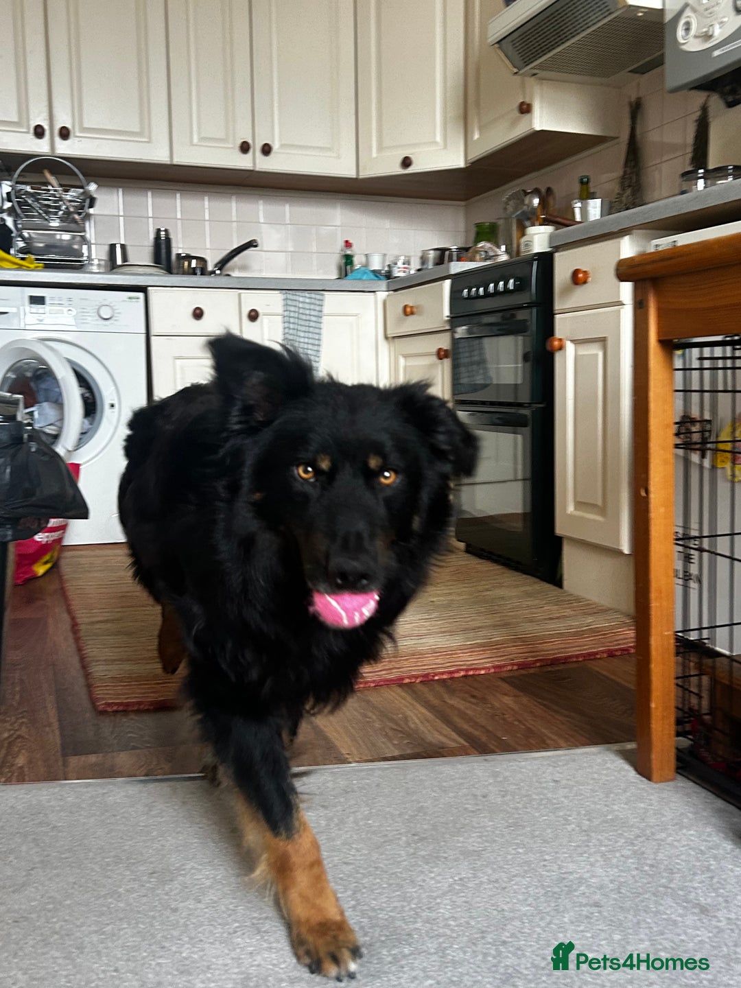Mixed Breed dogs for sale: Rufty - Image 17