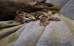 Mixed Breed cats for sale: Beautiful grey/tabby female kittens  - Advert 7