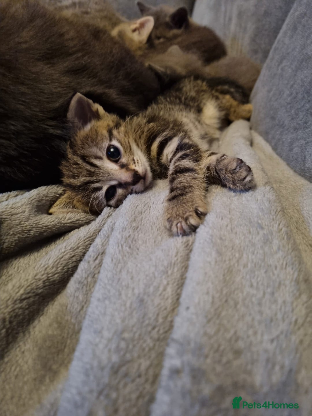 Mixed Breed cats for sale: Beautiful grey/tabby female kittens  - Advert 7