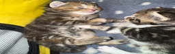 Mixed Breed cats for sale:  Beautiful half Maine coon kittens  - Advert 29
