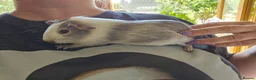 Guinea Pig rodents for sale: Baby female guinea pigs  - Advert 2