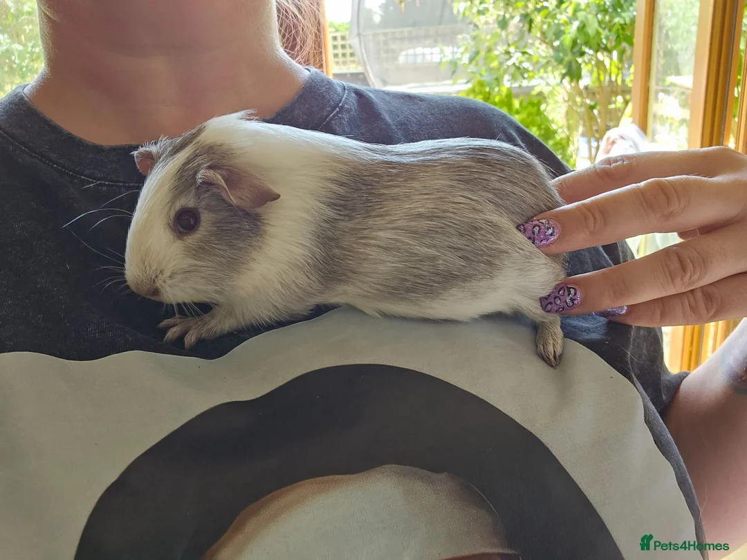 Guinea Pig rodents for sale: Baby female guinea pigs  - Advert 2