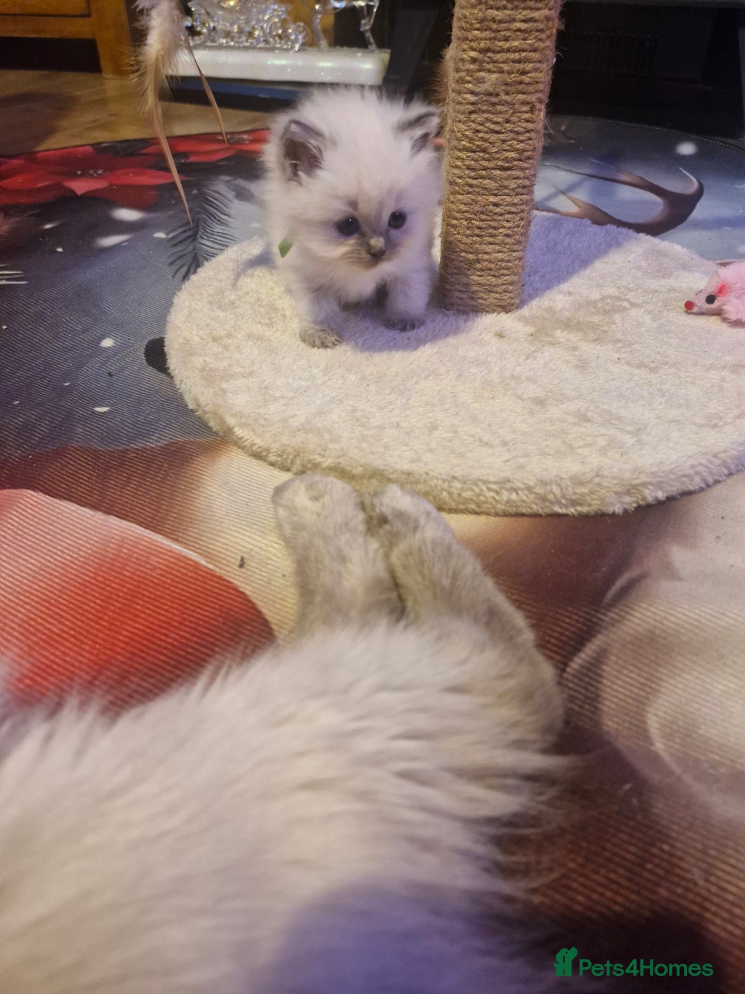 Ragdoll cats for sale: Lovely ragdoll baby's  - Advert 3