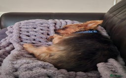Yorkshire Terrier dogs for adoption: Gorgeous Yorkshire Terrier for Adoption  - Image 3