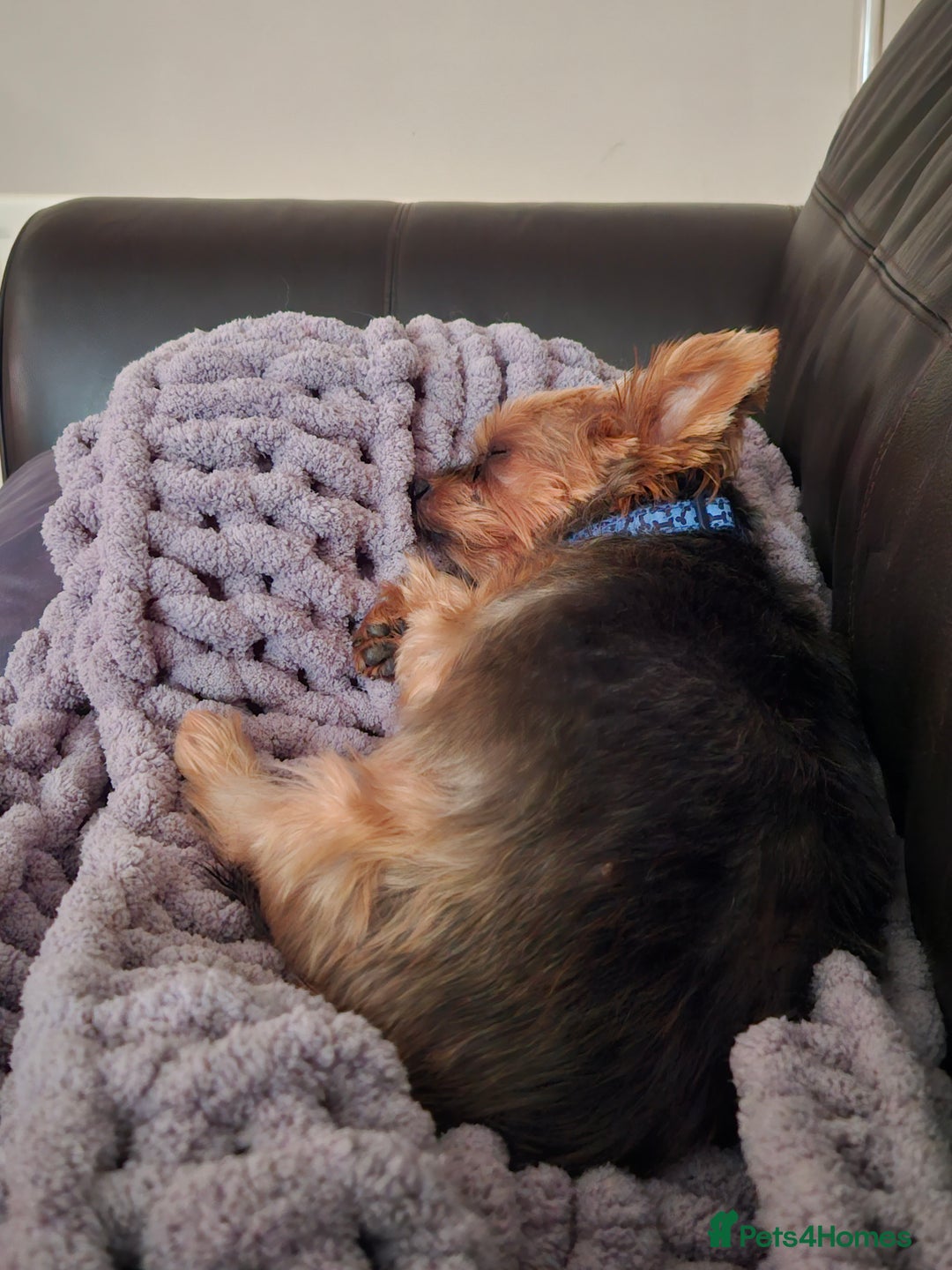 Yorkshire Terrier dogs for adoption: Gorgeous Yorkshire Terrier for Adoption  - Image 3