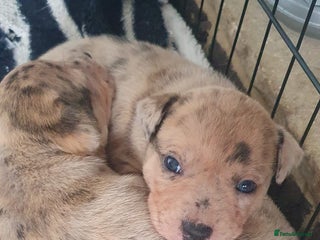 Mixed Breed dogs - Advert 2