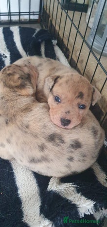 Mixed Breed dogs - Advert 13