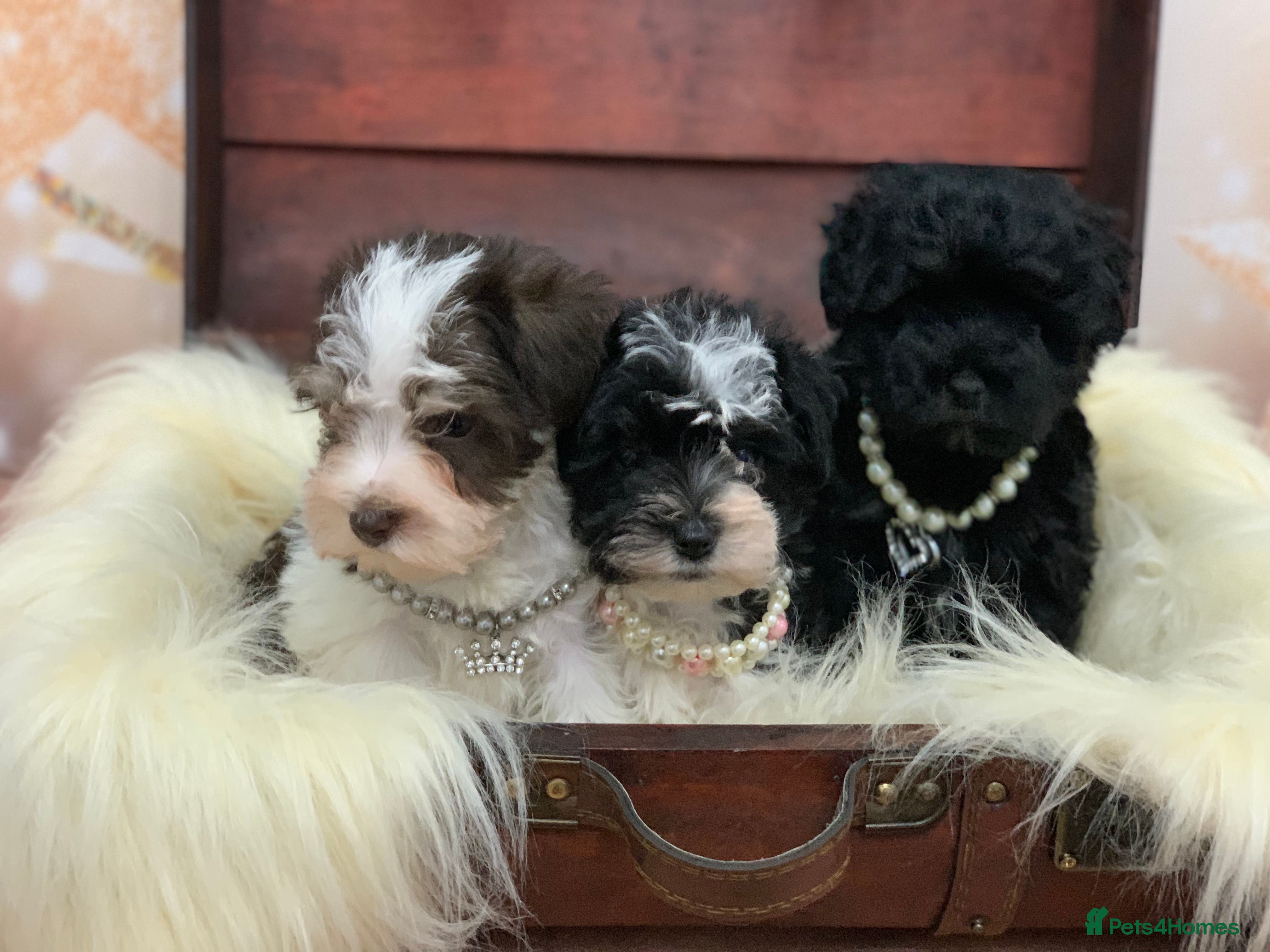 Miniature Schnauzer dogs 5* LICENSED - KC MINI (TOY) SCHNAUZER CHOCOLATE  - Advert 6