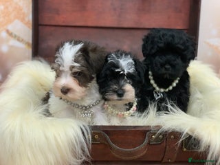 Miniature Schnauzer dogs 5* LICENSED - KC MINI (TOY) SCHNAUZER CHOCOLATE - Advert 6