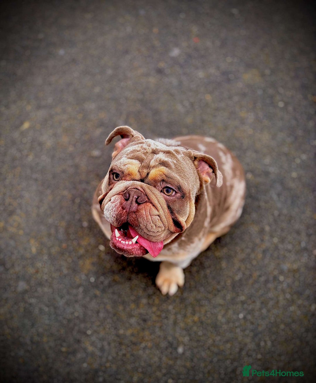 English Bulldog dogs for stud: DwKc registered platinum and tan Merle stud only  in Saint Helens - Advert 5
