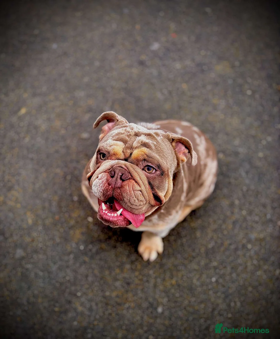 English Bulldog dogs for stud: DwKc registered platinum and tan Merle stud only  in Saint Helens - Advert 5