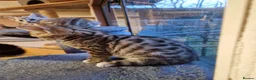 Bengal cats for sale: 3 quarter bengal babies  - Advert 5