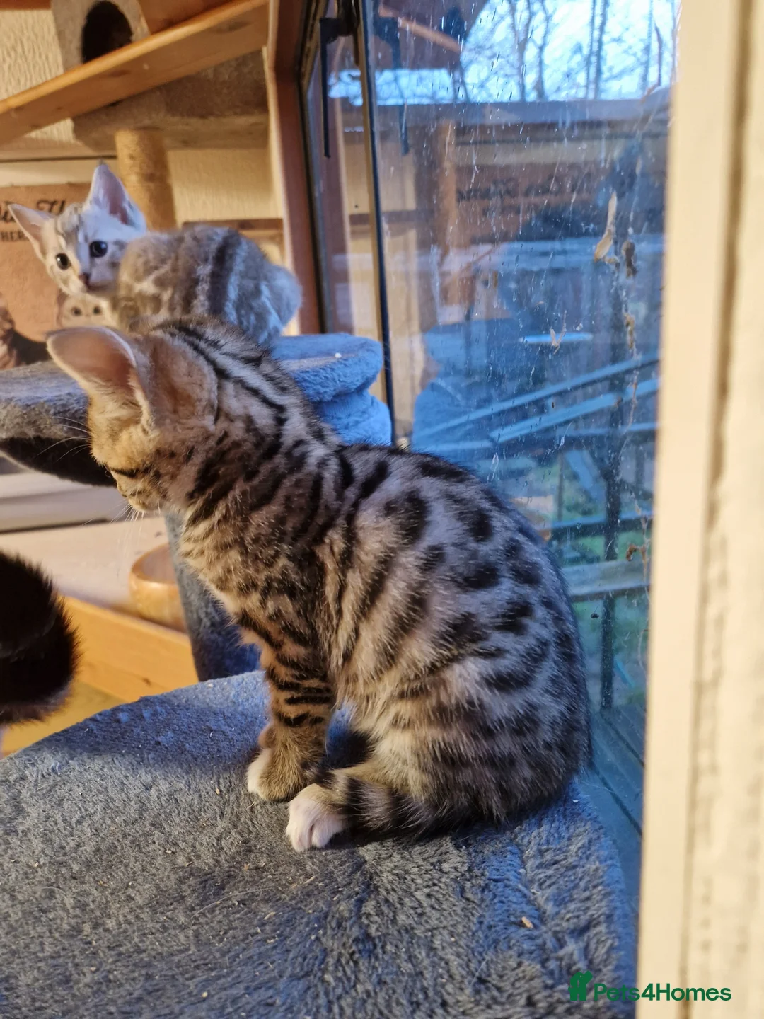 Bengal cats for sale: 3 quarter bengal babies  - Advert 5