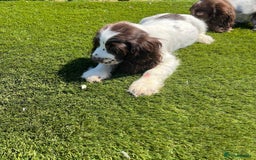 Cocker Spaniel dogs for sale: 2 Cocker spaniel puppies available  - Image 15
