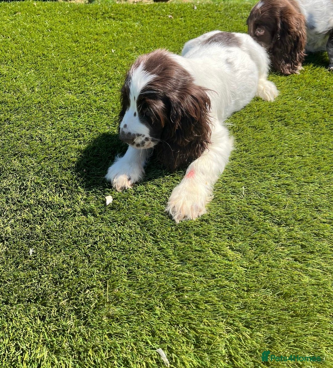 Cocker Spaniel dogs for sale: 2 Cocker spaniel puppies available  - Image 15