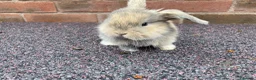 Mini Lop rabbits for sale: STUNNING PURE BREED MINI LOPS AMAZING COLOURS  - Advert 12