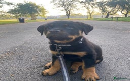 Rottweiler dogs for stud: Proven KC Rottweiler At Stud  in Bacup - Image 17