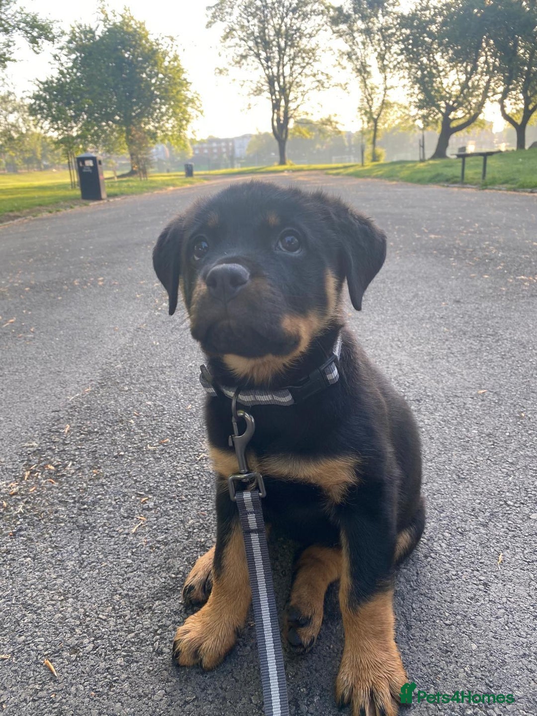 Rottweiler dogs for stud: Proven KC Rottweiler At Stud  in Bacup - Image 17