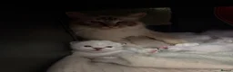 Birman cats for sale: Birman kittens - Advert 1