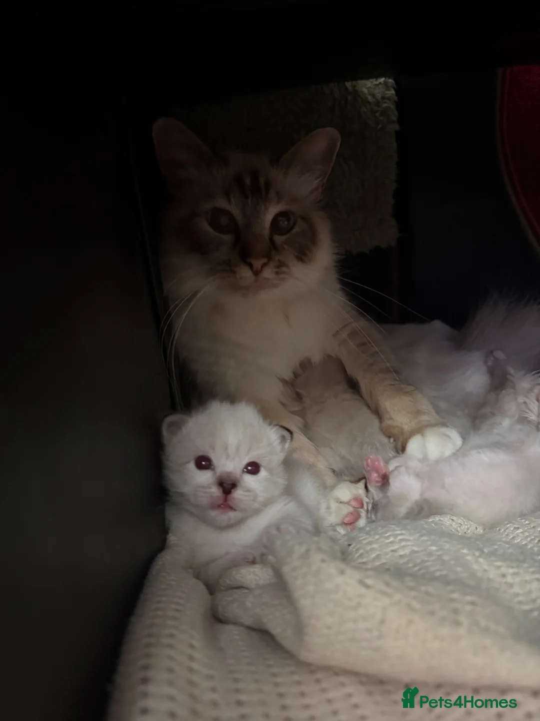 Birman cats for sale: Birman kittens - Advert 1