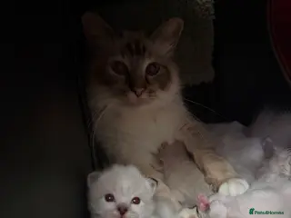 Birman cats Birman kittens - Advert 1