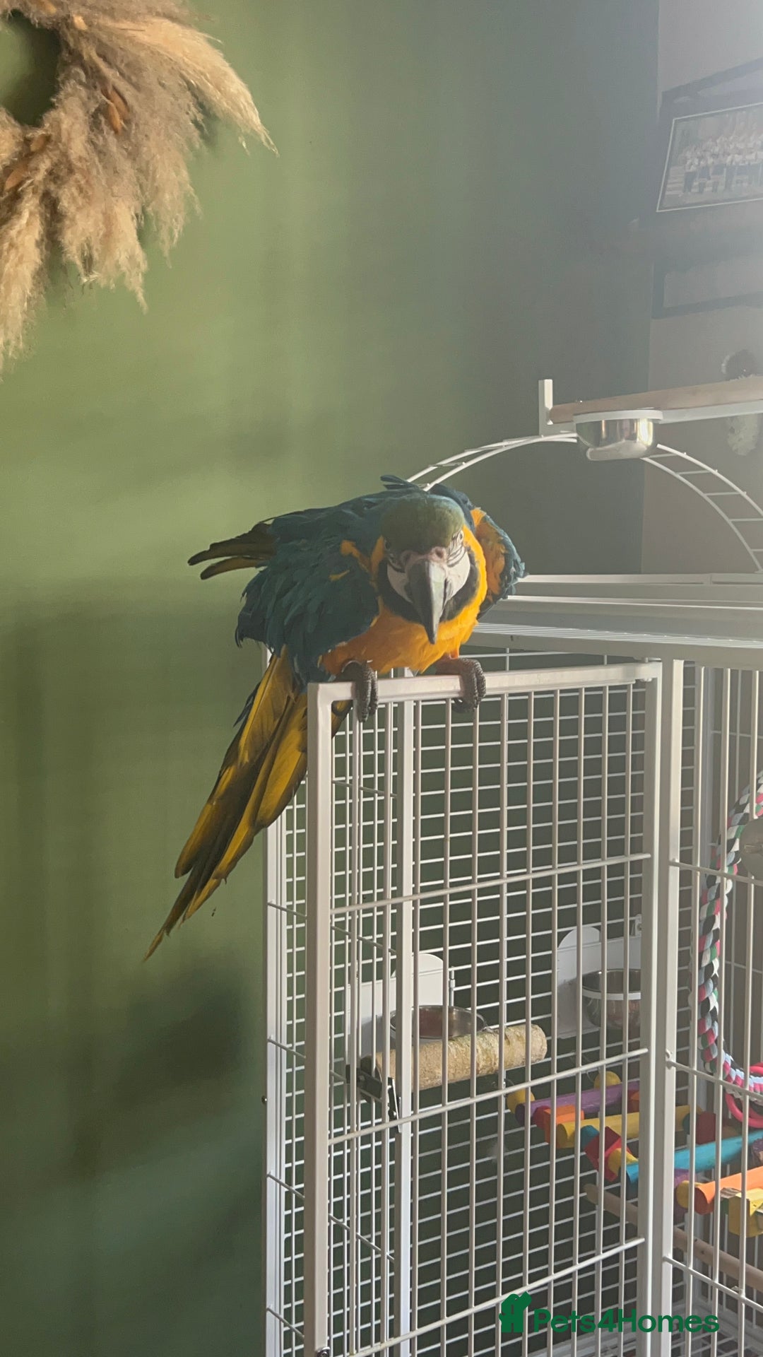 Macaws birds for sale: Male macaw parrot - Image 7