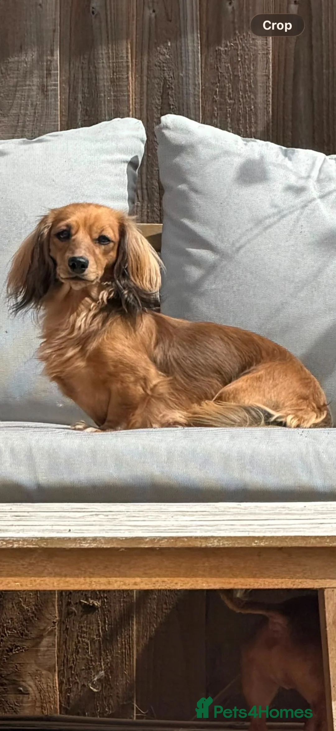 Miniature Dachshund dogs for sale: 3 year old and 2 year old miniature dachshunds - Advert 12