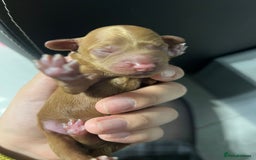 Cockapoo dogs for sale: Adorable Cockapoo Pups Ready Soon for Loving Homes - Image 5