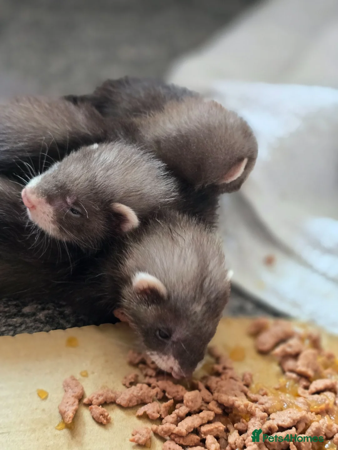 Ferret rodents for sale: Semi Angora Babies in Stourbridge - Advert 2