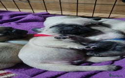 French Bulldog dogs for sale: Standard KC french bulldog litter.  - Image 8