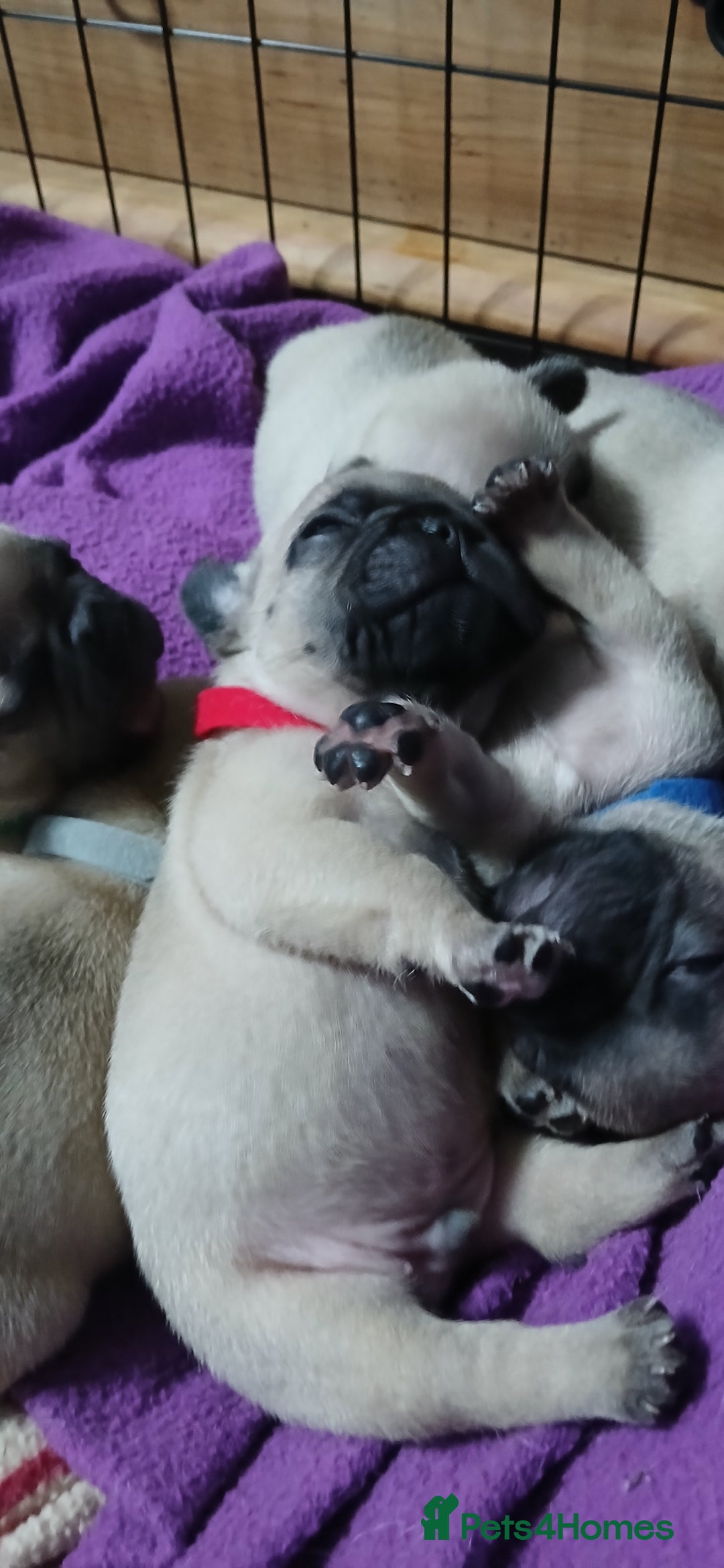 French Bulldog dogs for sale: Standard KC french bulldog litter.  - Image 8