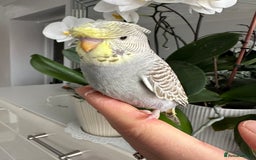 Budgerigars birds for sale: Hand Tame male crested baby budgie  - Image 7