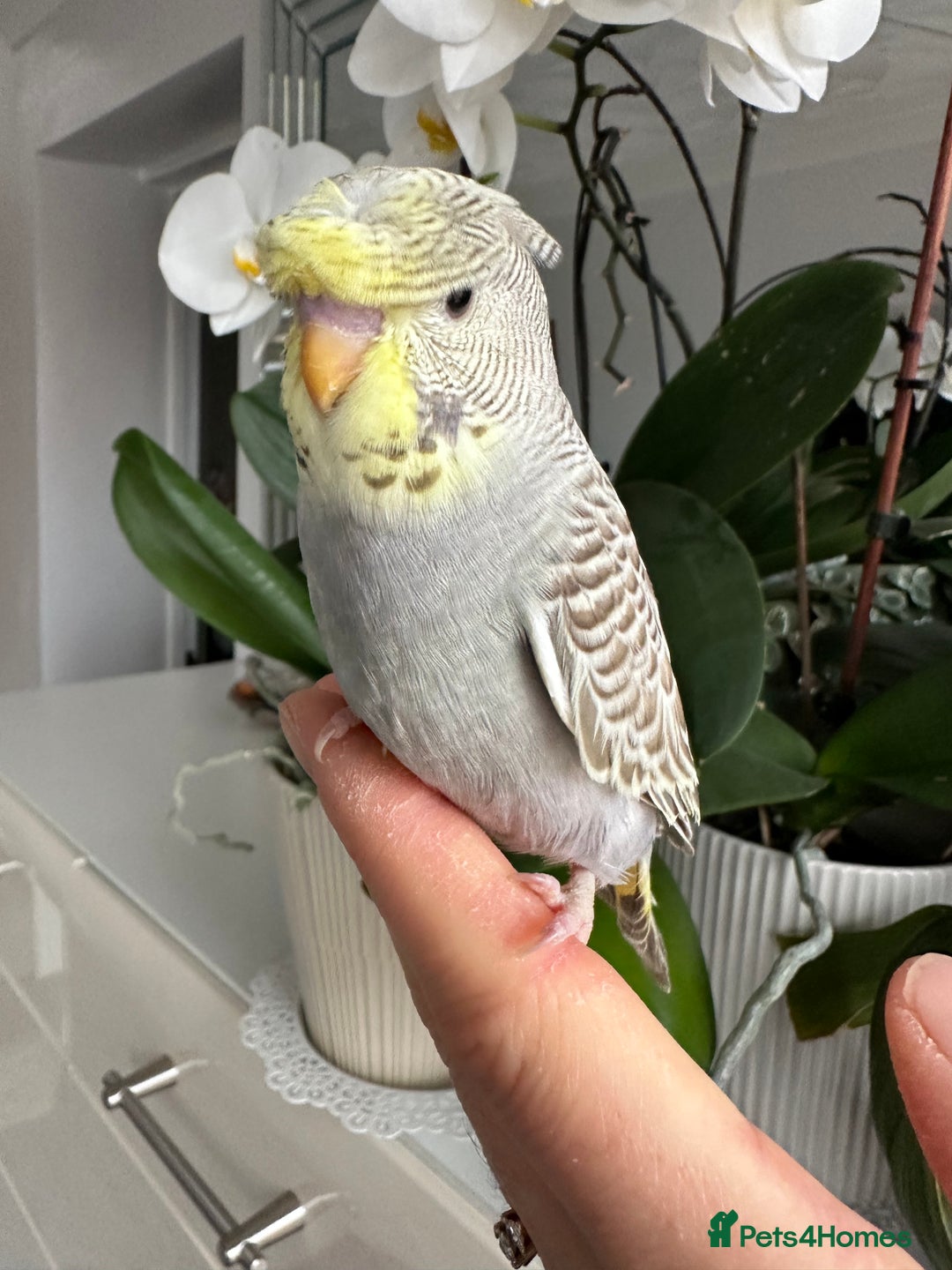 Budgerigars birds for sale: Hand Tame male crested baby budgie  - Image 7