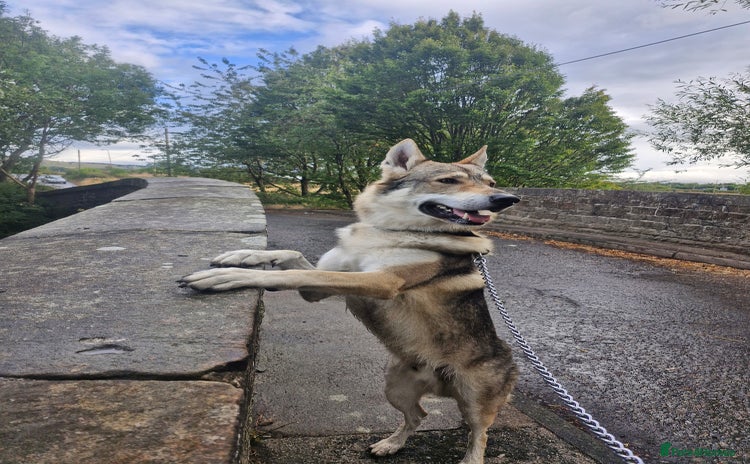 Saarloos Wolfdog dogs - Advert 10