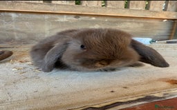 Mini Lop rabbits for sale: 3 baby mini lops ready 17/9/25 - Image 3